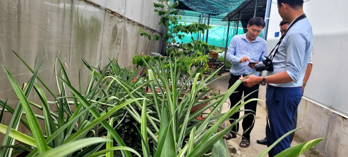 Cây Dứa MD2 do HTX sản xuất nhiều tháng tuổi