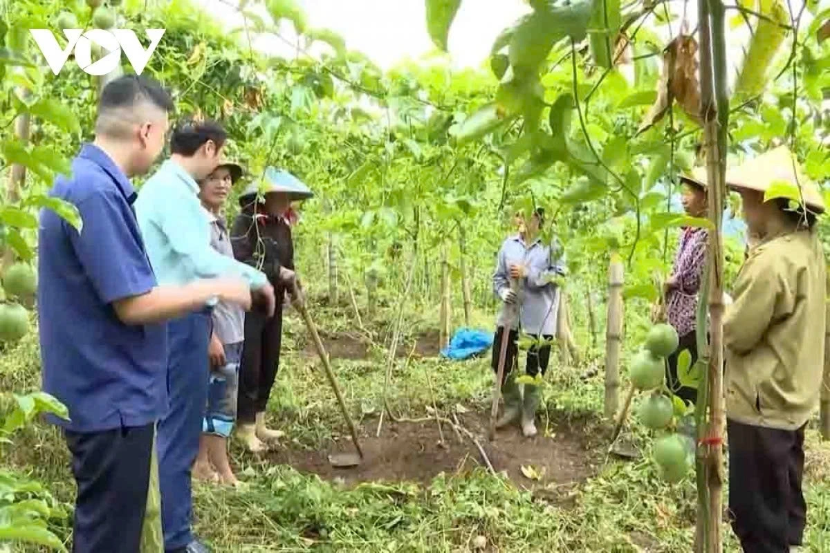 Cán bộ nông nghiệp chuyển giao khoa học kỹ thuật cho bà con nông dân tại vườn chanh leo