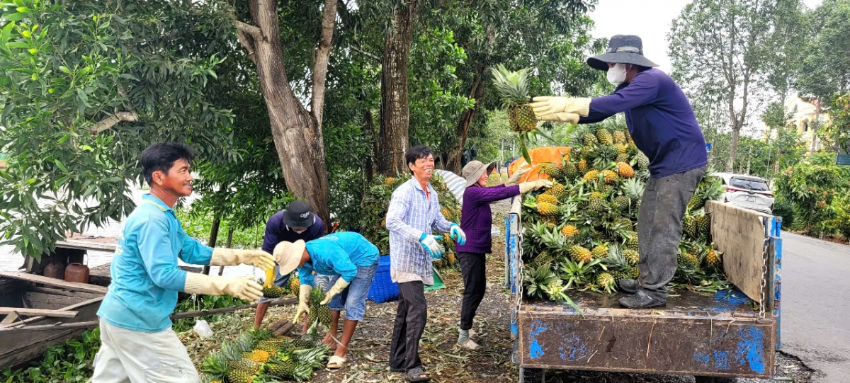 Cây khóm cho thu hoạch quanh năm, giá ổn định ở mức cao nên nông dân phấn khởi