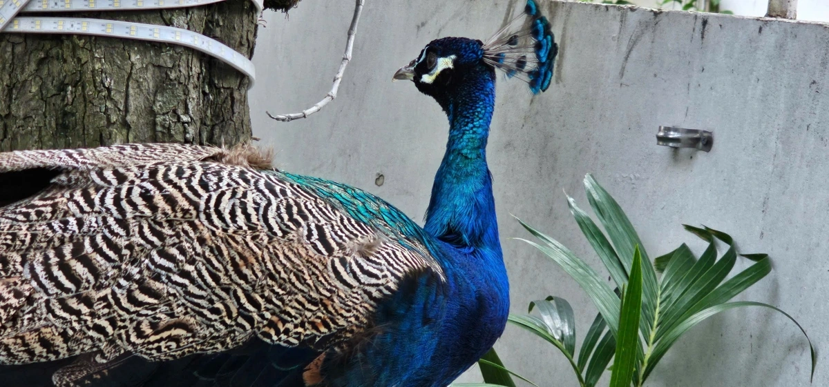 Kiểm lâm TP.HCM xác định đây là công Ấn Độ (tên khoa học Pavo cristatus).