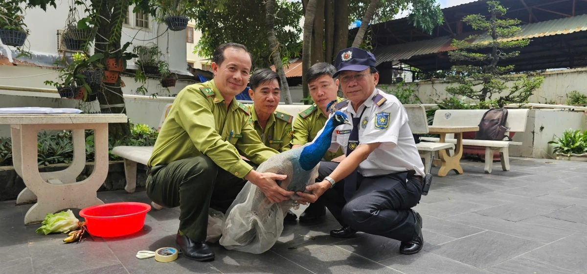 Chi cục Kiểm lâm nhận chim công từ nhân viên bảo vệ ở chung cư.