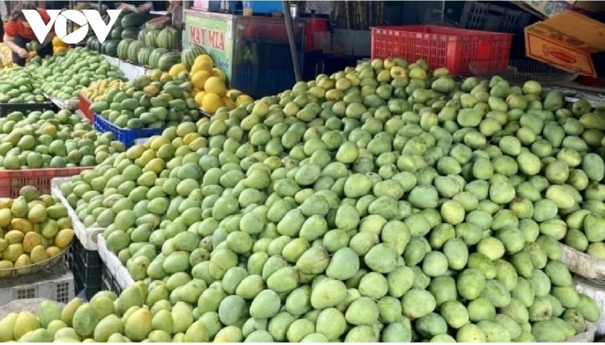 Sơn La đã tiêu thụ khoảng 100.000 tấn xoài