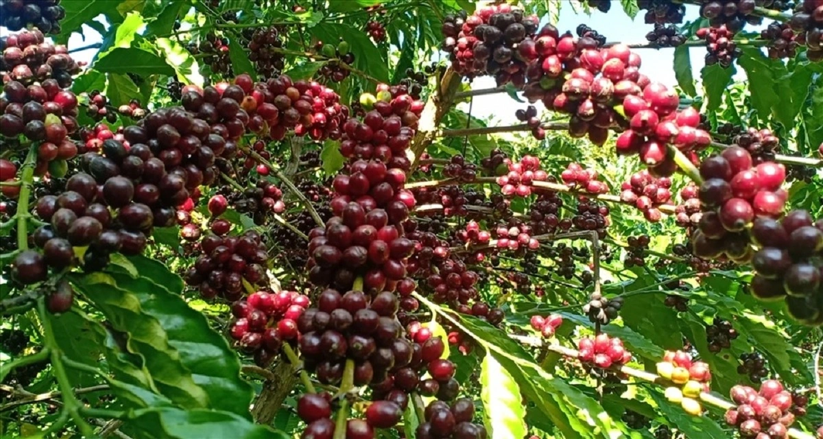 Giá cà phê trong nước giảm sâu