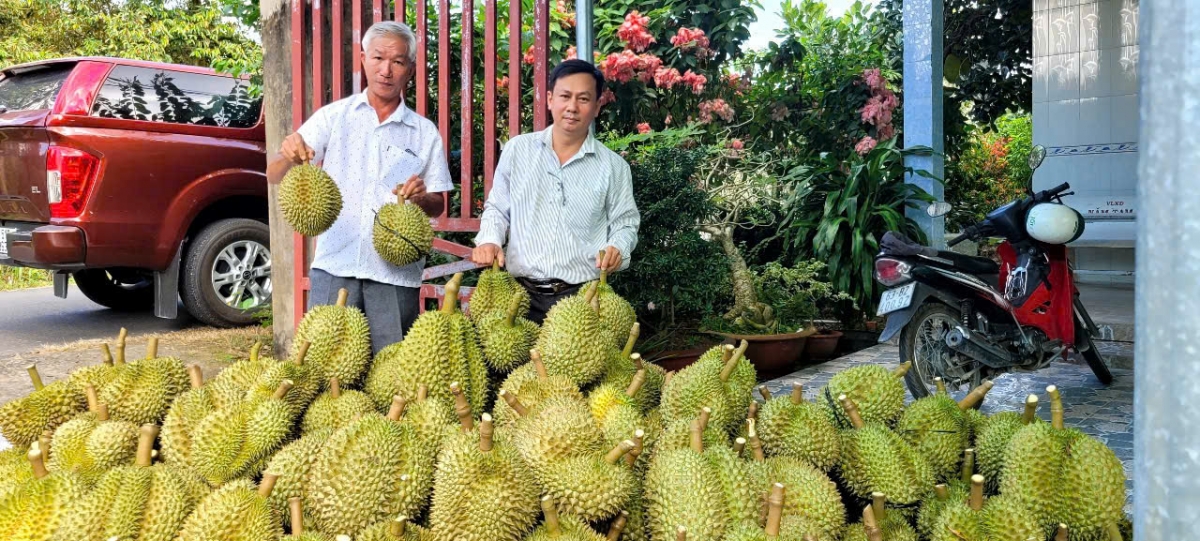 Trái sầu riêng hiện nay ở tỉnh Đồng Tháp giá tăng cao nhưng khan hiếm do vào cuối vụ