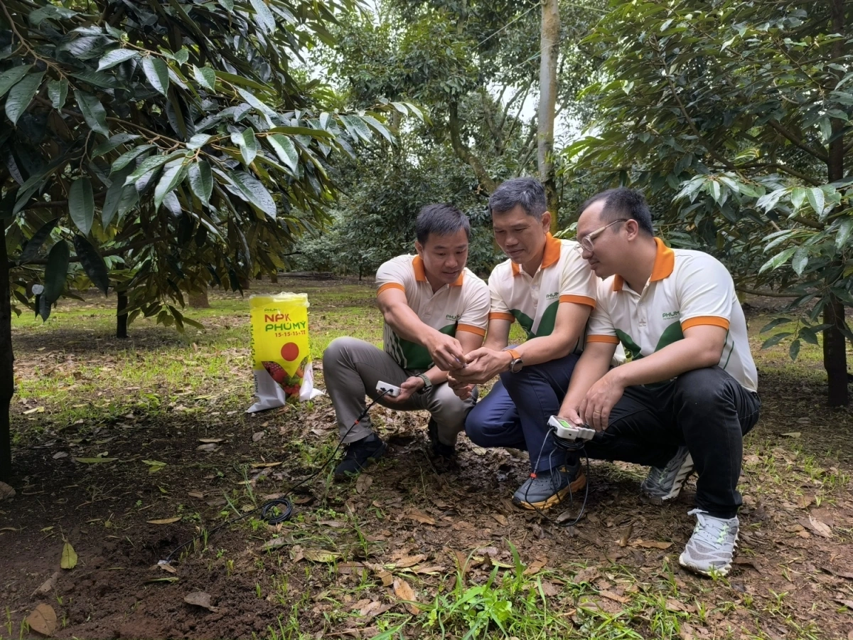 Khắp các vùng miền, đội ngũ cán bộ thị trường – kỹ sư nông nghiệp của PVFCCo - Phú Mỹ vẫn ngày ngày có mặt trên ruộng đồng