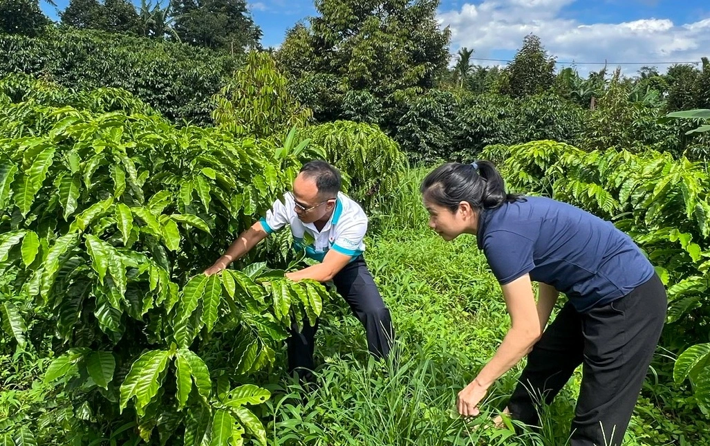 Anh Nguyễn Lê Đức Trọng – Thạc sĩ nông nghiệp của Ban Tiếp thị và Truyền thông Tổng công ty cũng miệt mài, gắn bó với bà con và các đơn vị chuyên môn trên khắp các vùng miền và cả thị trường quốc tế
