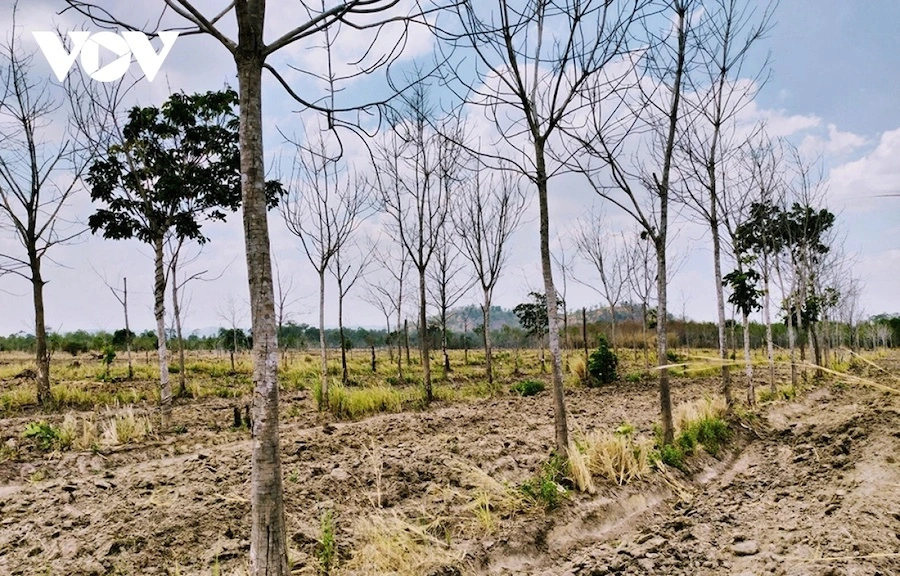 Diện tích cao su được trồng trên đất rừng nghèo ở địa bàn xã Ia Mơ, Gia Lai qua nhiều năm vẫn còi cọc, kém phát triển. (ảnh: Nguyễn Thảo)
