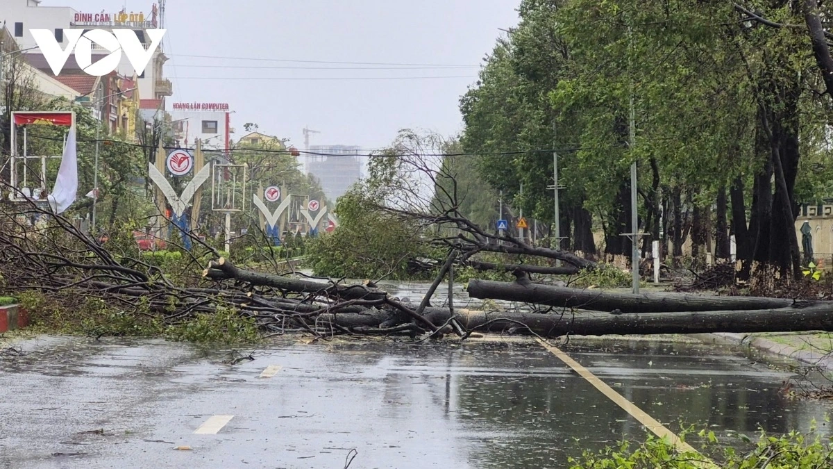 Cây xanh ngã đổ tại khu vực thành phố Vinh cũ, tỉnh Nghệ An sau bão số 10. Ảnh: Bá Thăng.