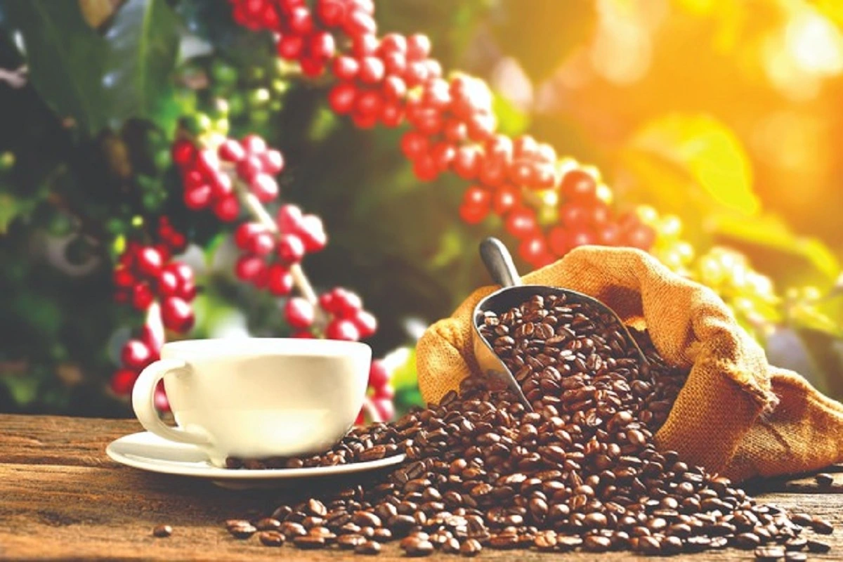 Thị trường cà phê trong nước ổn định