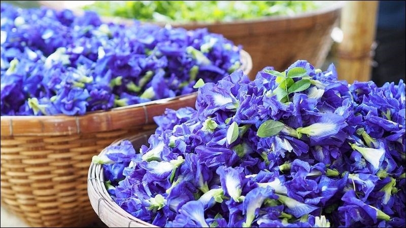 Hoa đậu biếc có nhiều công dụng tốt đối với sức khỏe