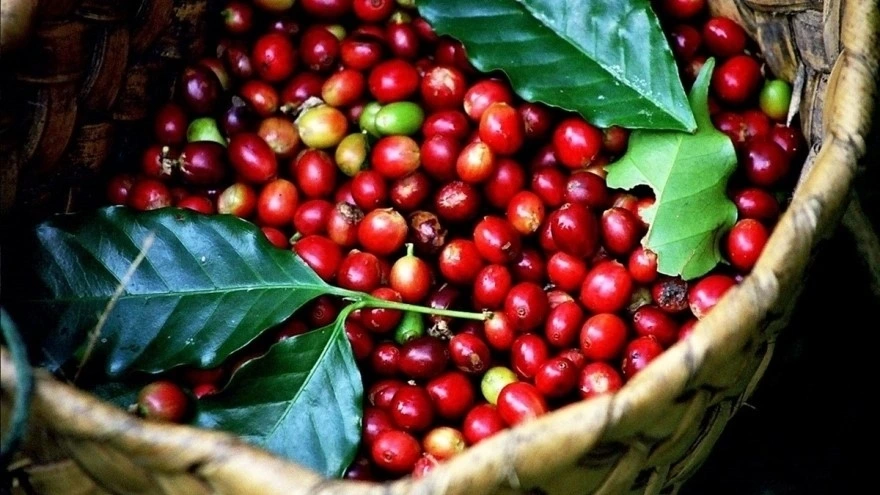Cuối phiên giao dịch 19/10, giá cà phê trong nước ổn định so với phiên trước đó, dao động trong khoảng 113.500 - 114.500 đồng/kg.