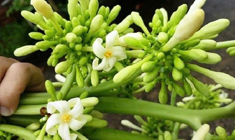 Mặc dù có vị đắng, hoa đu đủ đực vẫn được chế biến thành nhiều món ăn và mang lại những lợi ích đáng kể cho sức khỏe