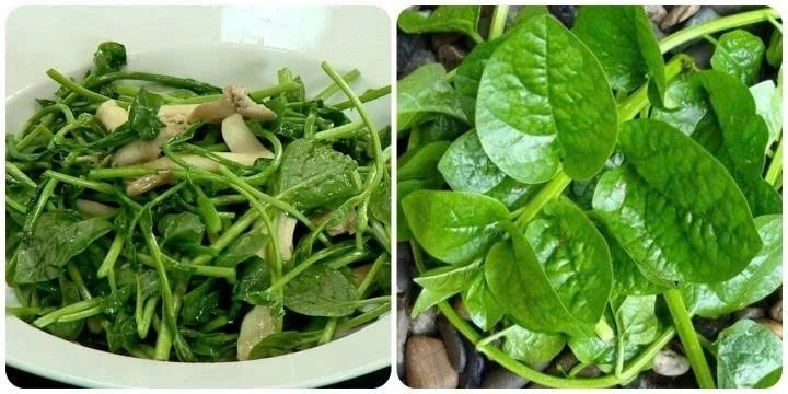 Trong dân gian, rau mồng tơi thường được sử dụng như một cách hỗ trợ cải thiện tình trạng táo bón ở trẻ nhỏ