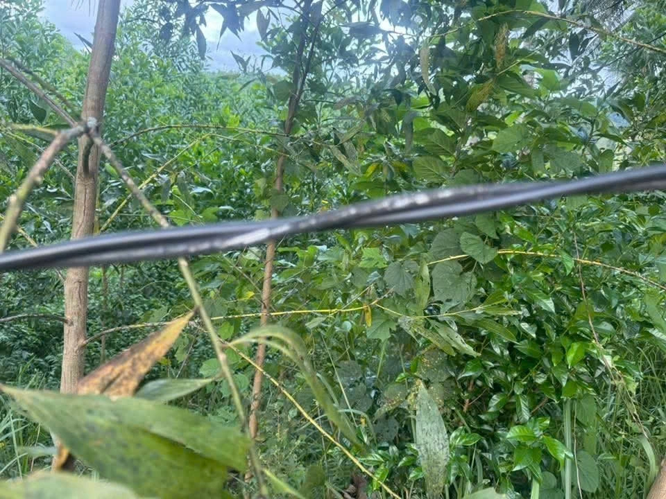 Đi chăn bò người phụ nữ vướng vào dây điện, bị điện giật tử vong
