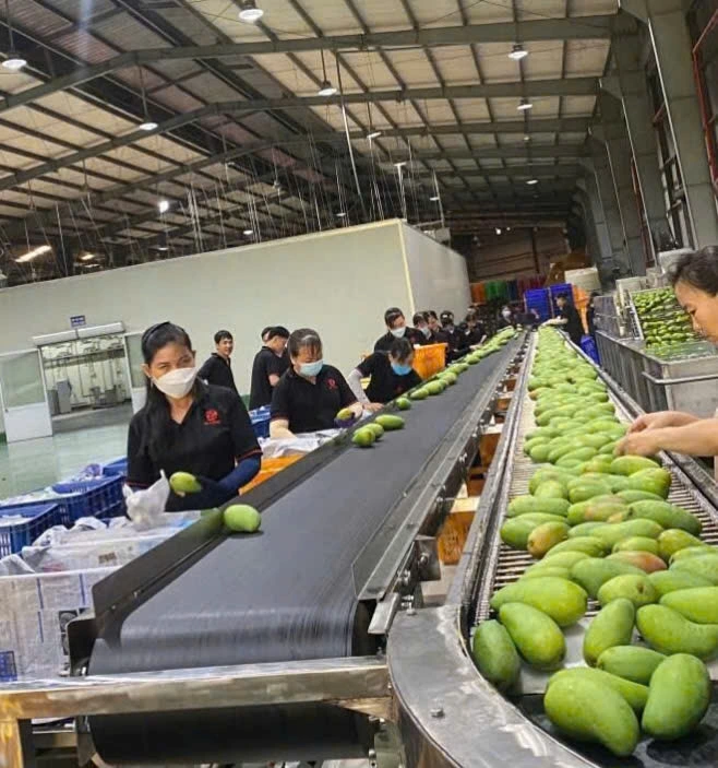 Xưởng sơ chế trái xoài xuất khẩu của công ty TNHH Nông sản Cát Tường (phường Đạo Thạnh)