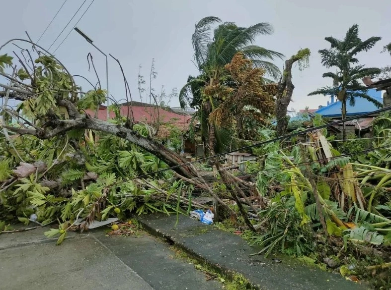 Cây cối đổ rạp sau khi bão Bualoi đổ bộ vào Philippines. Ảnh: San Jacinto MDRRMO