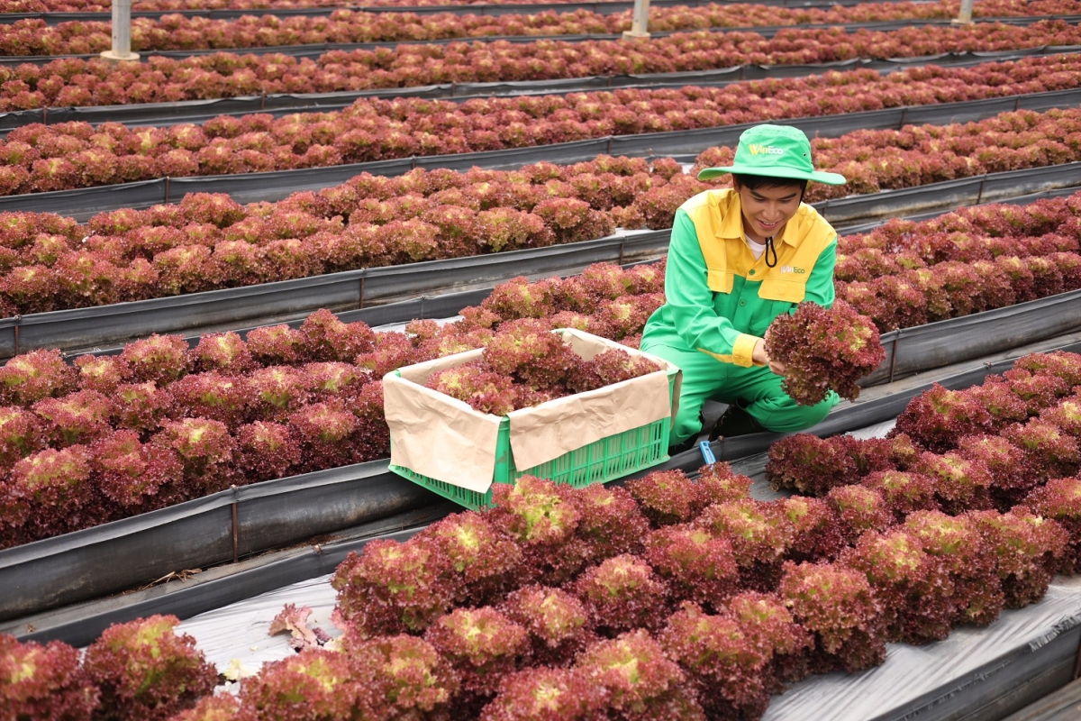 Sản phẩm rau WinEco ứng dụng công nghệ, đảm bảo chất lượng sản phẩm