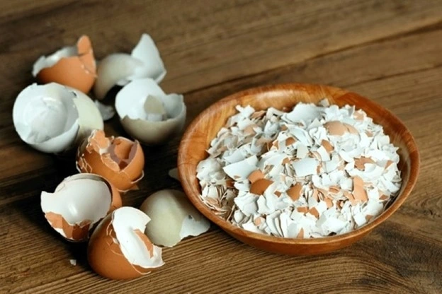 Vỏ trứng sử dụng đúng cách có thể đem lại nhiều lợi ích sức khỏe đáng kinh ngạc. Ảnh: Shutter Stock