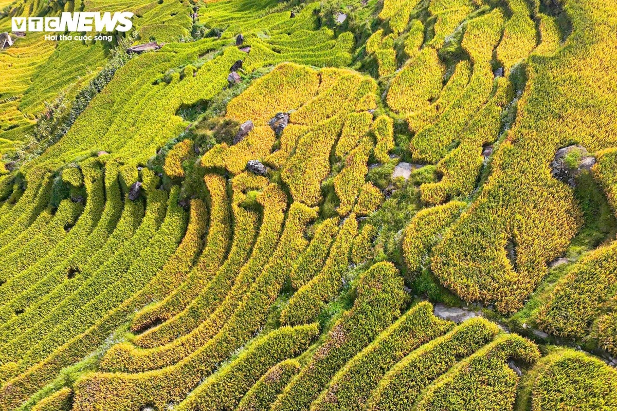 Viewed from Ngai Thau slope or Choan Then village, the terraced fields are in full splendor, forming a mesmerising natural panorama that captivates every visitor.