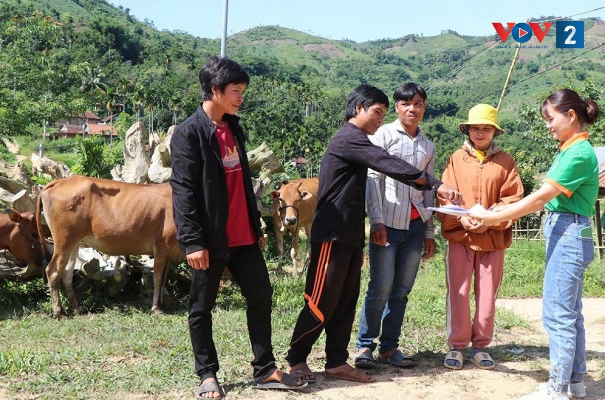 Trao bò sinh sản giúp đồng bào làm kinh tế để thoát nghèo ở miền núi Quảng Ngãi.