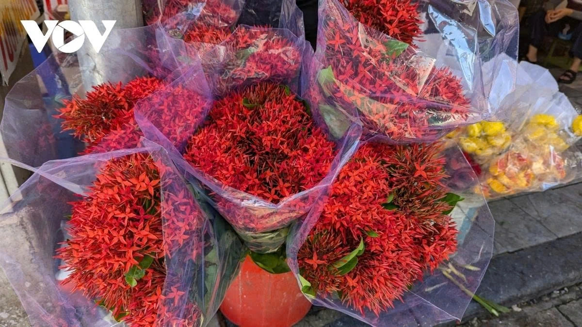 Hoa mẫu đơn đỏ (Peony red) flowers symbolize sacred maternal love, expressing the filial piety of descendants towards their ancestors. Those flowers are often chosen by many families to offer on the altar during the Vu Lan Festival.