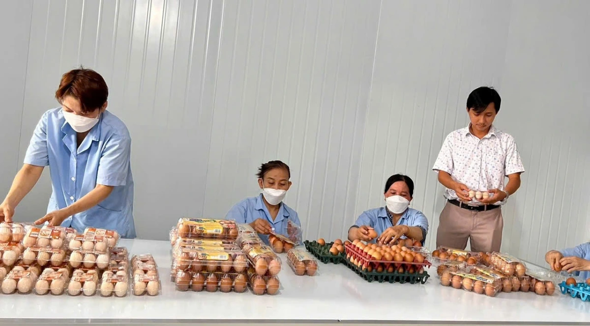 Trứng gà các loại đều giá tăng vọt do nhu cầu thị trường hiện nay tăng cao