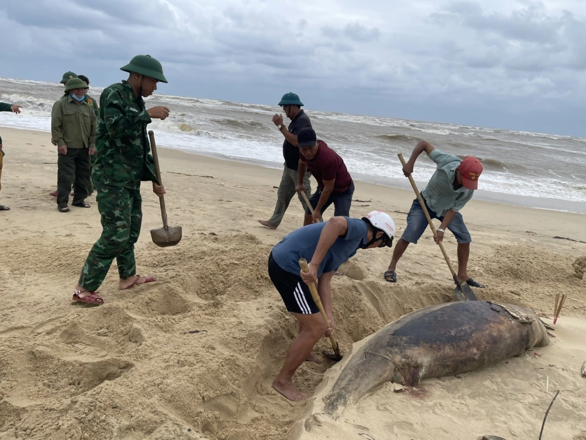 Người dân chôn xác cá heo