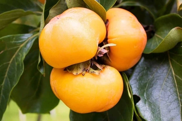 Quả hồng chứa một kho tàng dinh dưỡng mang lại vô số lợi ích sức khỏe. Ảnh: Gardener's Path