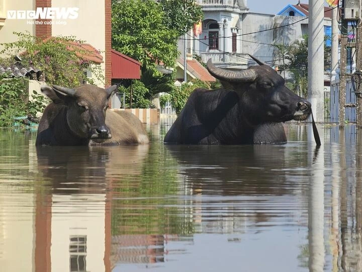 Dù đã được cứu, đàn vật nuôi vẫn đối mặt với nguy cơ bị nước lũ dâng nhấn chìm.