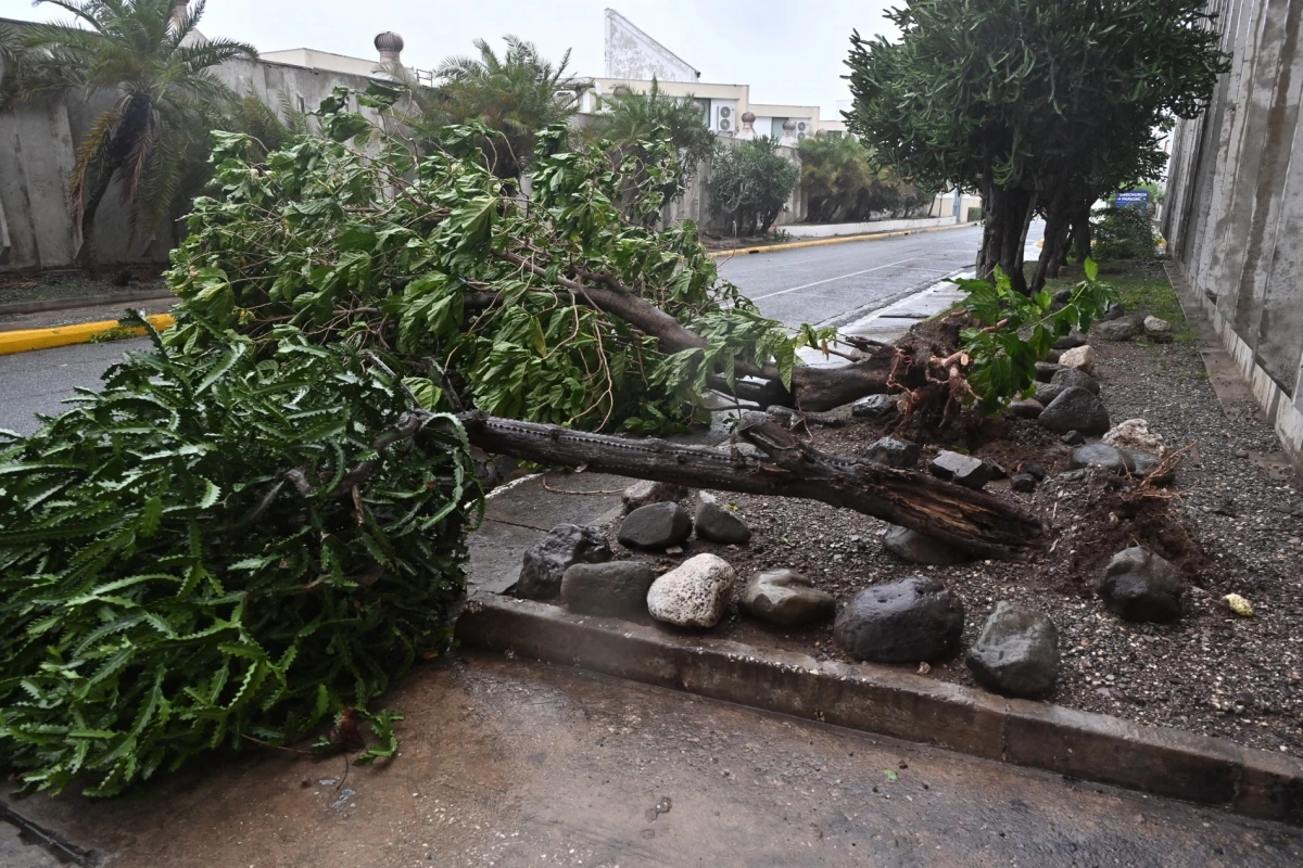 Thủ tướng Jamaica Andrew Holness cho biết "sẽ có những tác động tàn phá" ở bất cứ nơi nào bão Melissa quét qua. Trong ảnh: Cây đổ do tác động của bão ở thủ đô Kingston, Jamaica. Nguồn ảnh: EPA.