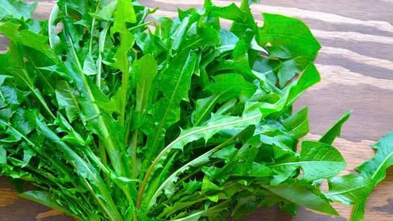 Lá bồ công anh tuy thường bị coi là cỏ dại, nhưng thực tế rất giàu dinh dưỡng