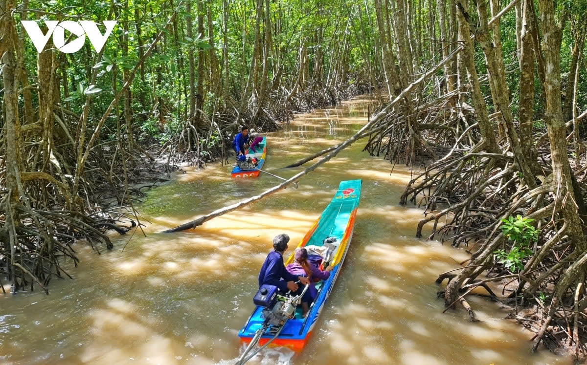 The majority of the Ca Mau mangrove forest’s area is located in the Mui Ca Mau (Ca Mau Cape) World Biosphere Reserve.