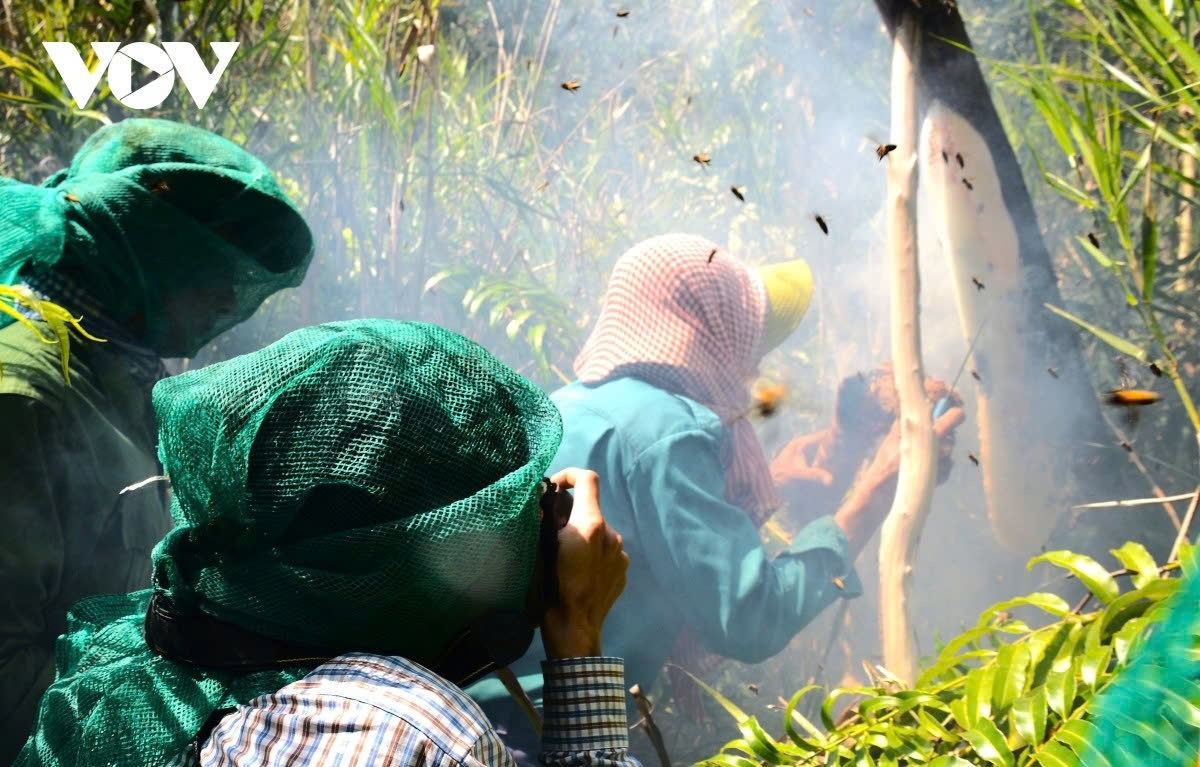 Recognised as a national intangible cultural heritage in 2020, the craft gác kèo ong (literally, luring bees to build nests on sloping wooden poles) in Ca Mau has created momentum for locals to develop a sustainable business, eco-tourism and protect forests.
