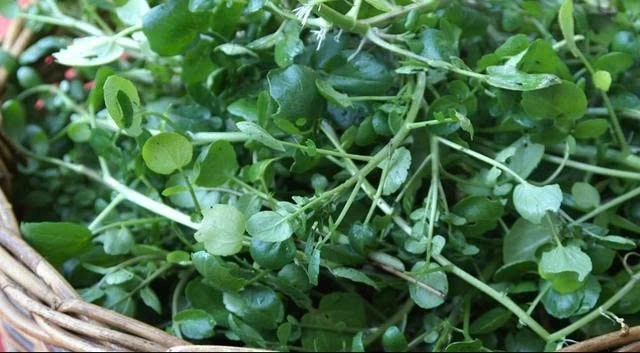 Cải xoong có hàm lượng calo thấp nhưng lại chứa nhiều dưỡng chất thiết yếu