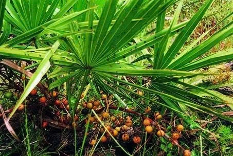 Cây cọ lùn là một trong những thảo dược thường được dùng trong hỗ trợ điều trị bệnh tuyến tiền liệt