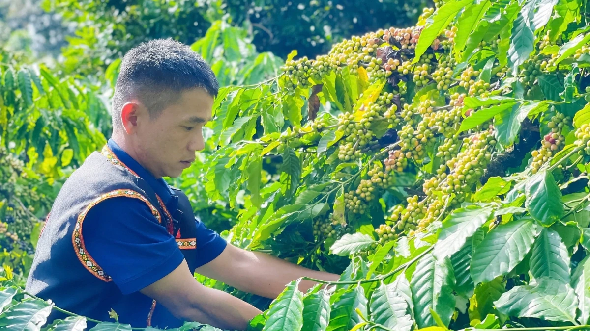 Đắk Lắk đang xây dựng thương hiệu trở thành điểm đến của cà phê thế giới.