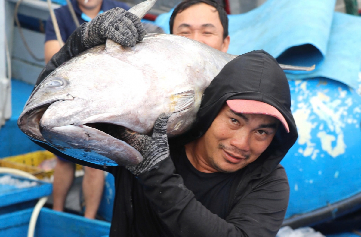 Cá ngừ đại dương cùng với tôm hùm ở phía Đông Đắk Lắk sẽ là động lực phát triển kinh tế biển của tỉnh.