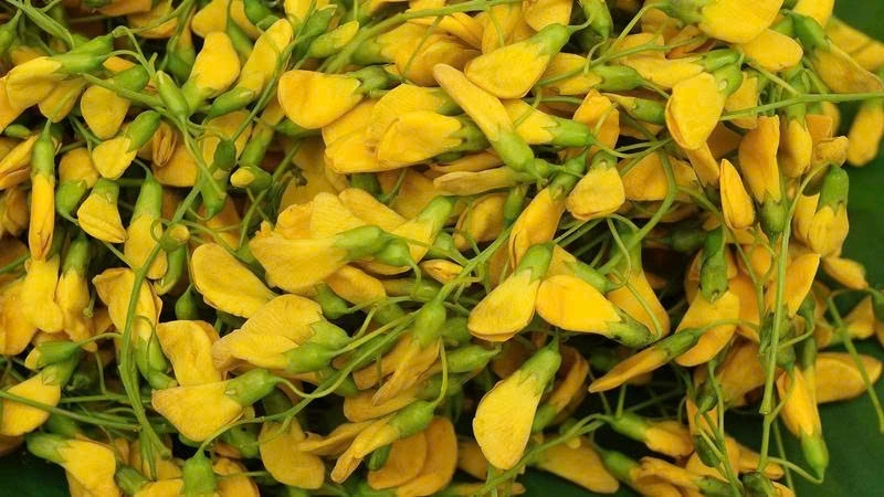 Bông điên điển chứa nhiều vitamin, khoáng chất và chất chống oxy hóa có giá trị