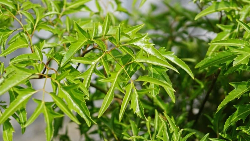 Cây đinh lăng là vị thuốc quý trong dân gian, vừa là thực phẩm, vừa là dược liệu tự nhiên giúp tăng cường sức khỏe, giảm đau và phòng bệnh