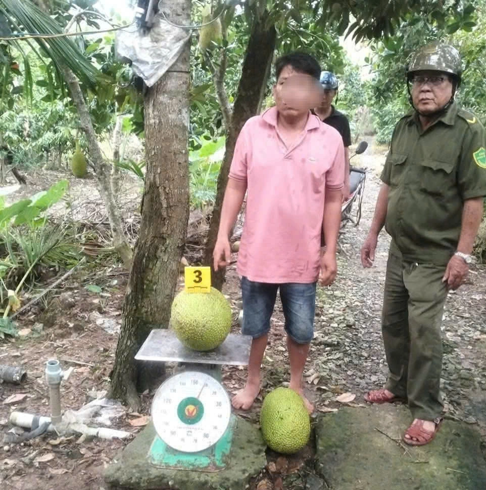 Đối tượng hái trộm mít và có tiền án về trộm cắp tài sản