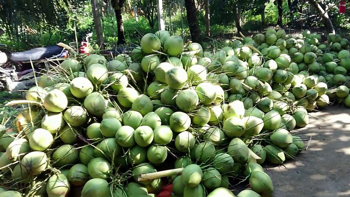 Dừa tươi uống nước tại Vĩnh Long đang cho năng suất rất cao.