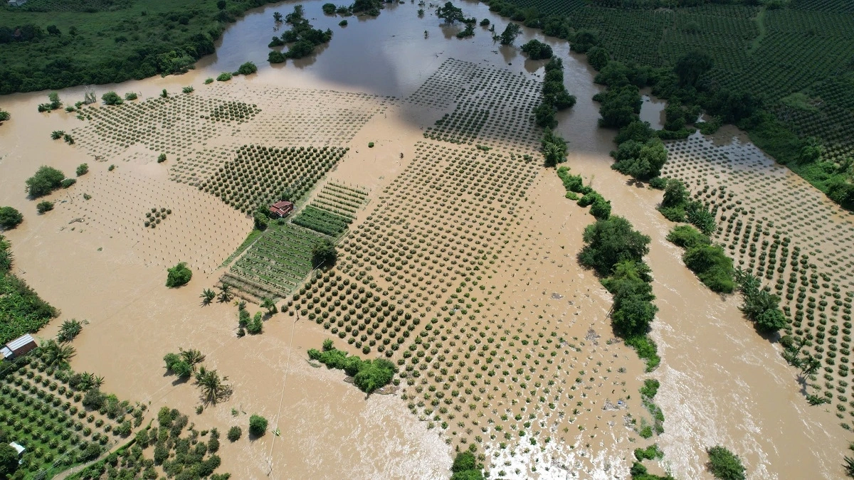 Hàng chục ha thanh long khu vực ven sông Cà Ty bị ngập sâu - Ảnh: D.T