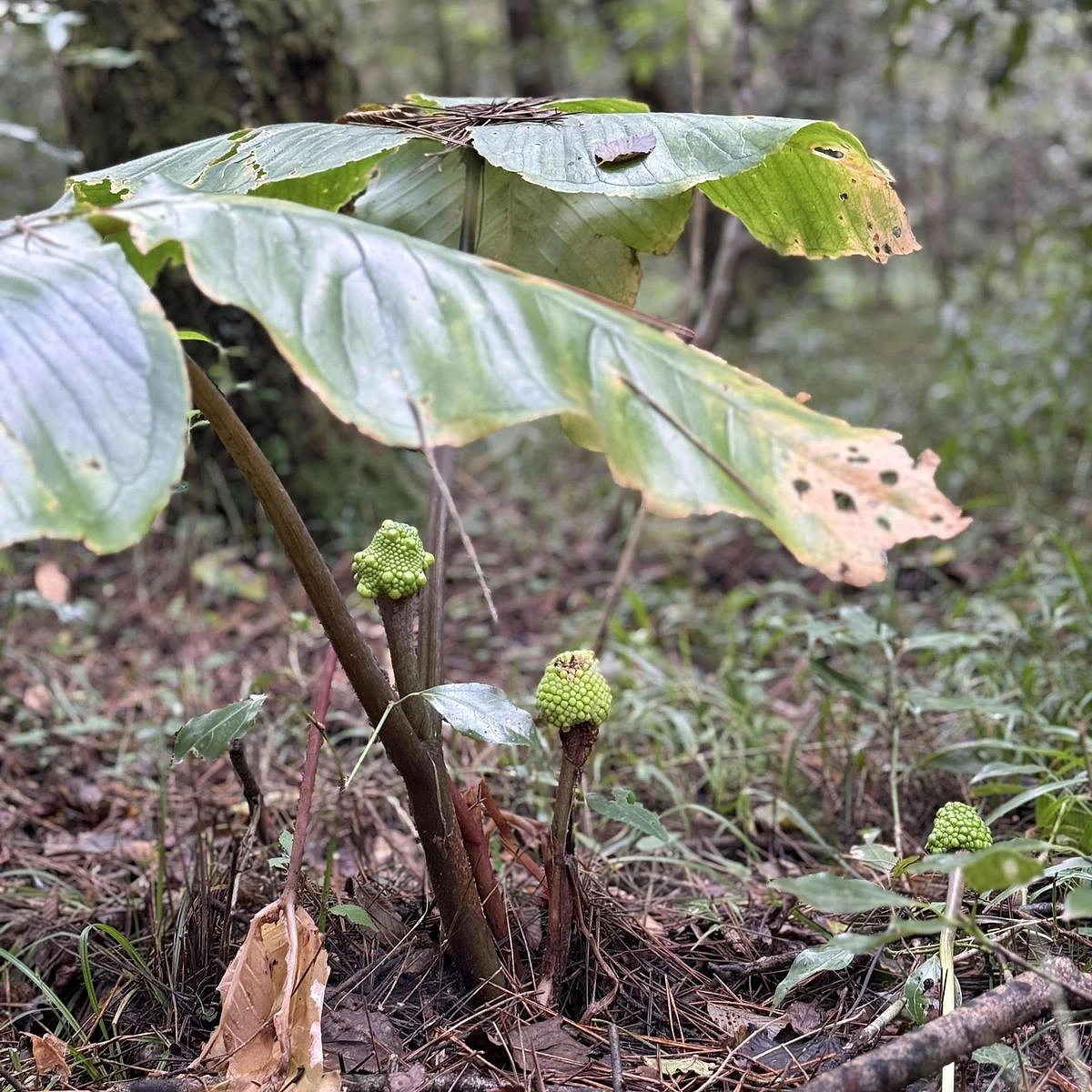Cheonnamseong (Arisaema amurense), một loại cây độc, mọc hoang trong rừng Saryeoni. Du khách được khuyến cáo giữ khoảng cách an toàn và không chạm vào cây. (Ảnh: Korea Times)