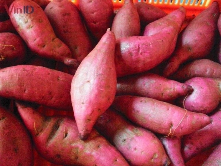 Khoai lang là món ăn dân dã nhưng giàu giá trị dinh dưỡng, tốt cho sức khỏe tim mạch, tiêu hóa và thị lực