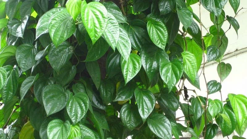 Lá trầu không mang lại nhiều lợi ích cho sức khỏe