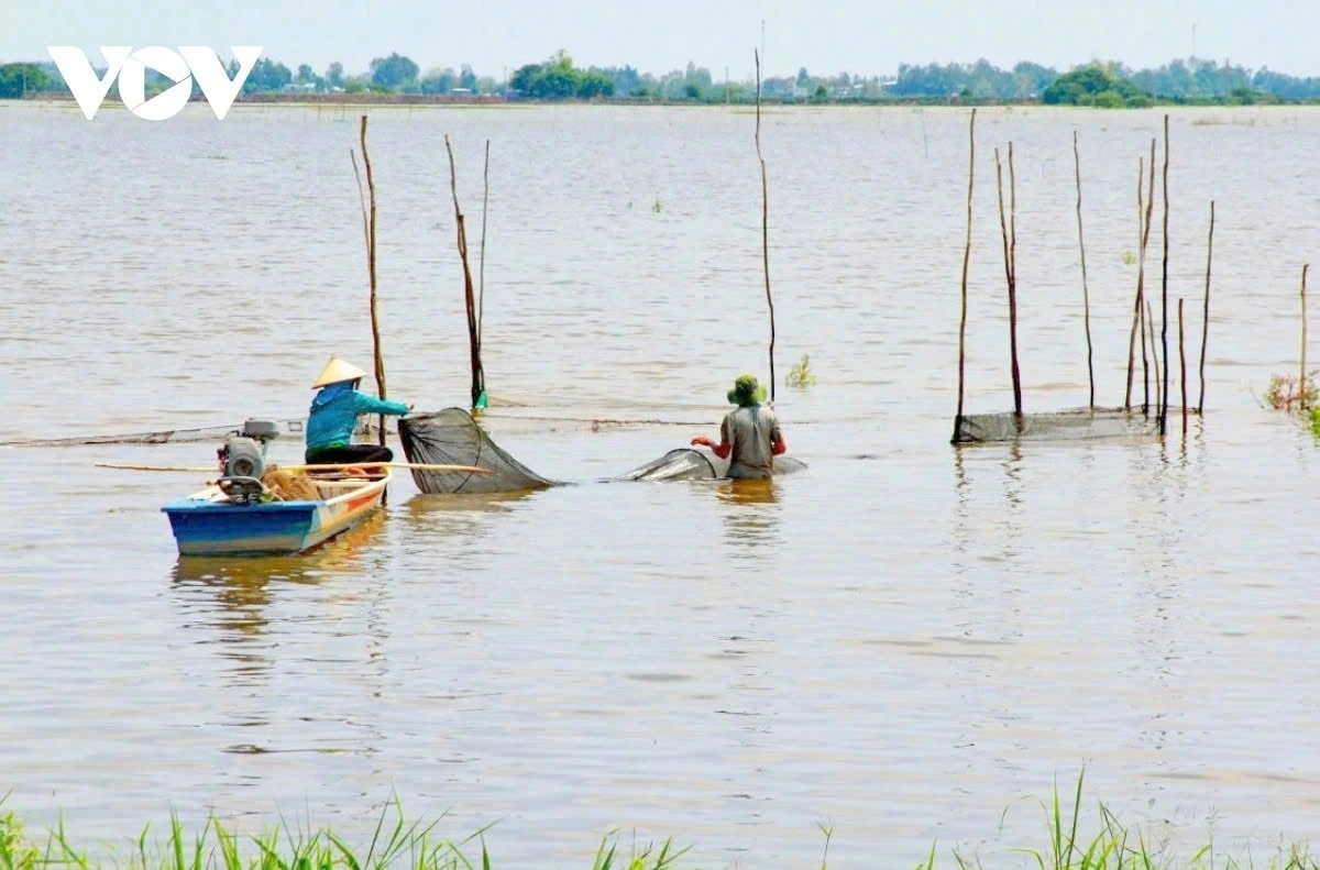 The floating season not only provides a source of livelihood for people in Thuong Phuoc commune, Dong Thap province, but also brings joy and fresh atmosphere for locals.