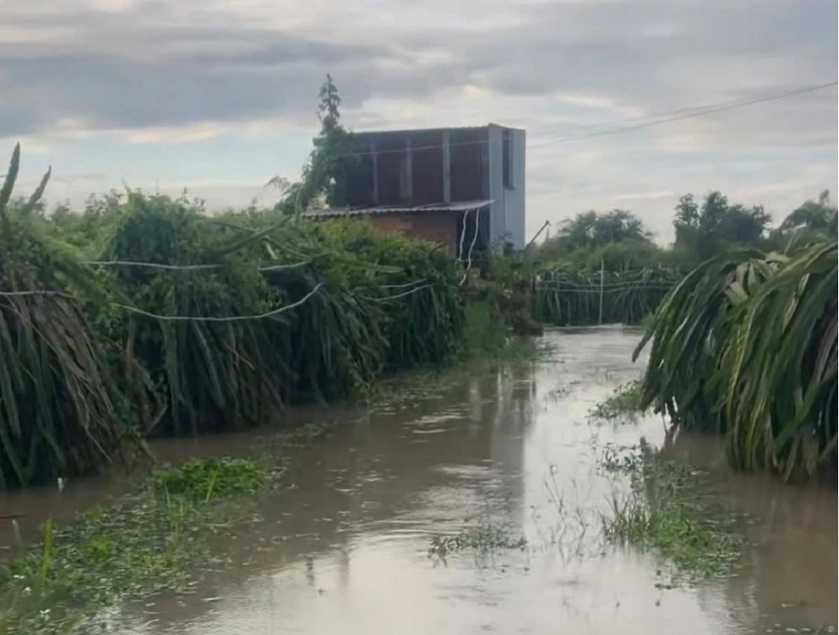 Nhiều diện tích thanh long bị ngập sâu (Ảnh: B.H)