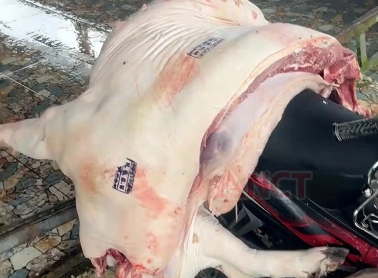 Phát hiện 1 con lợn đã được giết mổ, đóng dấu kiểm dịch đang chuẩn bị vận chuyển ra chợ. (Ảnh: CACC)