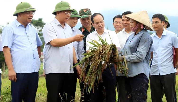 Lãnh đạo tỉnh Phú Thọ thăm hỏi, động viên người dân đang thu hoạch lúa theo phương châm "Xanh nhà hơn già đồng". Ảnh PTO