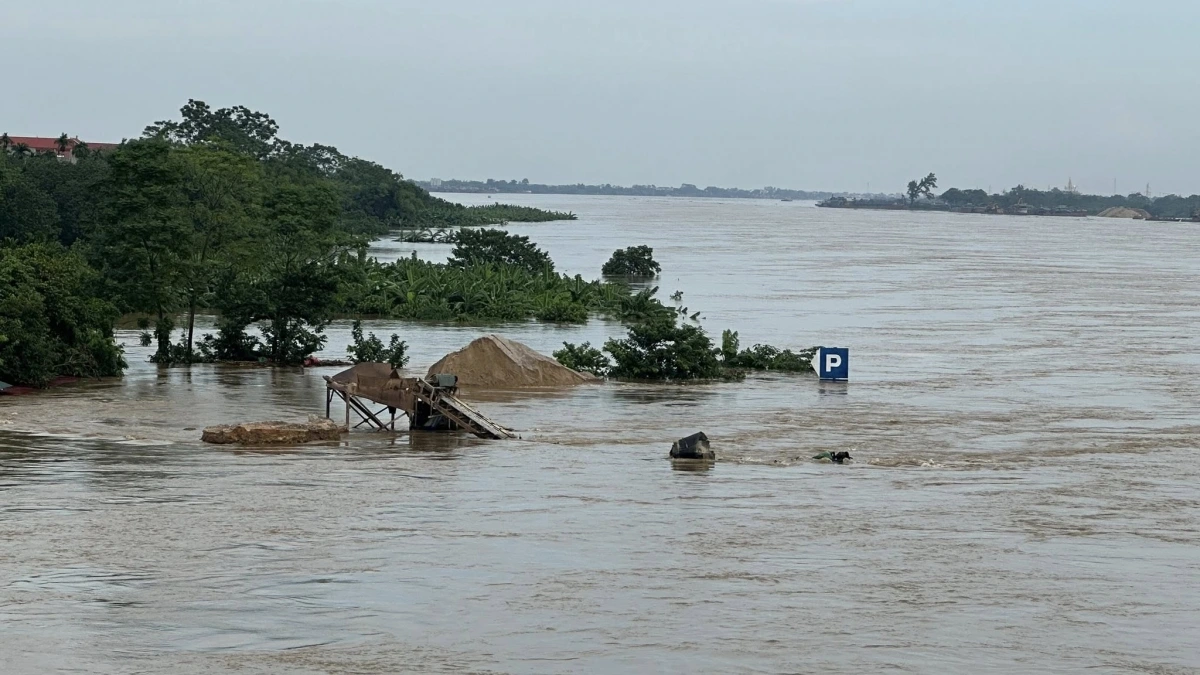 Nhiều diện tích hoa màu của các xã dọc sông Lô bị ảnh hưởng nghiêm trọng. Ảnh PTO.